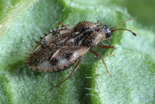 Dictyla humuli